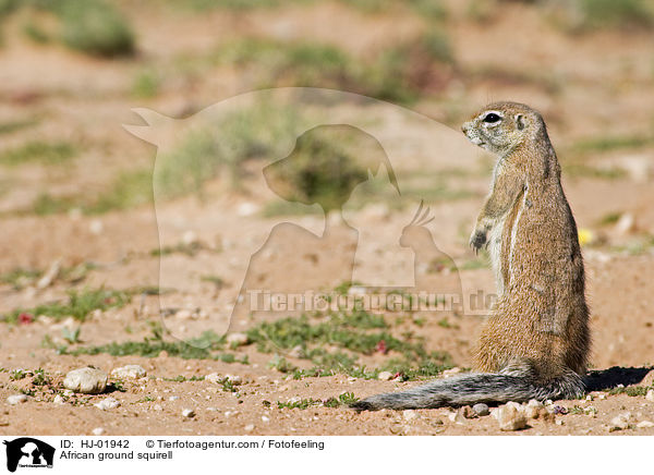 Afrikanisches Borstenhrnchen / African ground squirell / HJ-01942