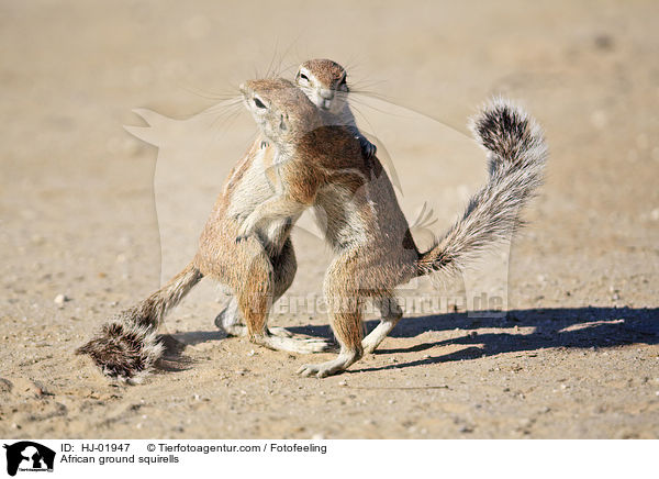 African ground squirells / HJ-01947