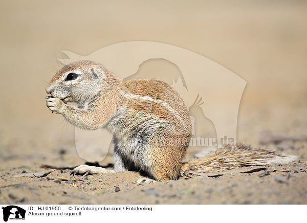 African ground squirell / HJ-01950