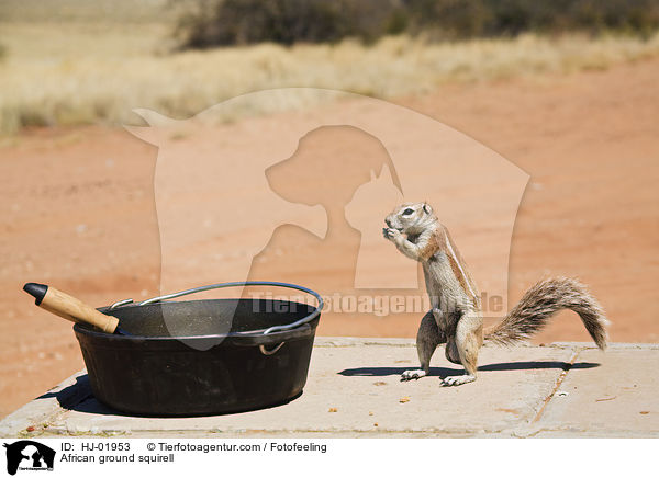 African ground squirell / HJ-01953