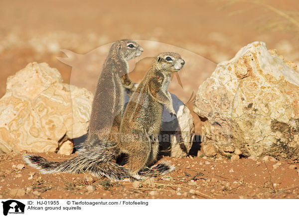 Afrikanische Borstenhrnchen / African ground squirells / HJ-01955