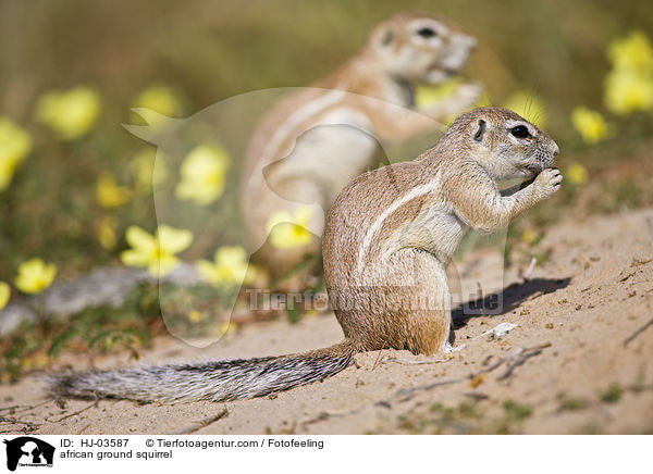 Afrikanisches Borstenhrnchen / african ground squirrel / HJ-03587