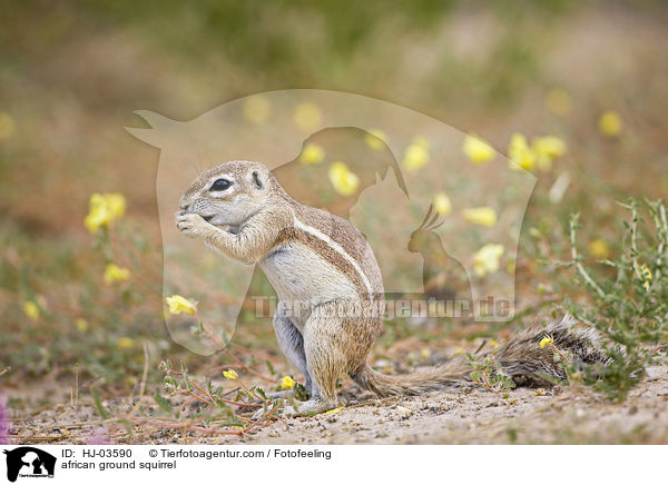 Afrikanisches Borstenhrnchen / african ground squirrel / HJ-03590