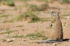 African ground squirell