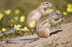 african ground squirrel