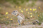 african ground squirrel