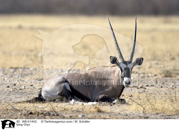liegende Oryxantilope / lying Oryx / WS-01442