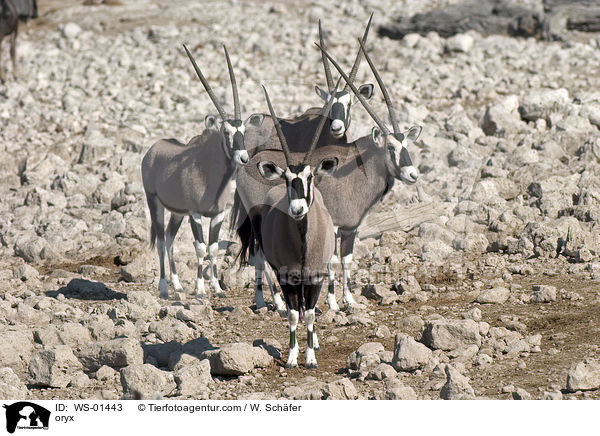 oryx / WS-01443