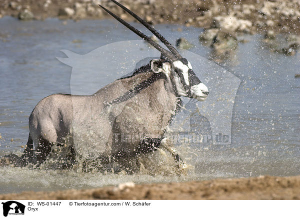 Oryxantilope am Wasserloch / Oryx / WS-01447