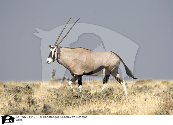 Oryx / WS-01448