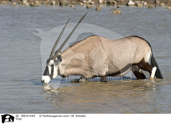 Oryx / WS-01449