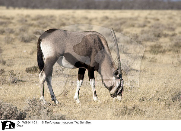 Oryxantilope / Oryx / WS-01451