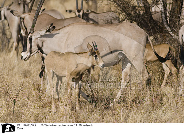 Oryxantilopen / Oryx / JR-01342