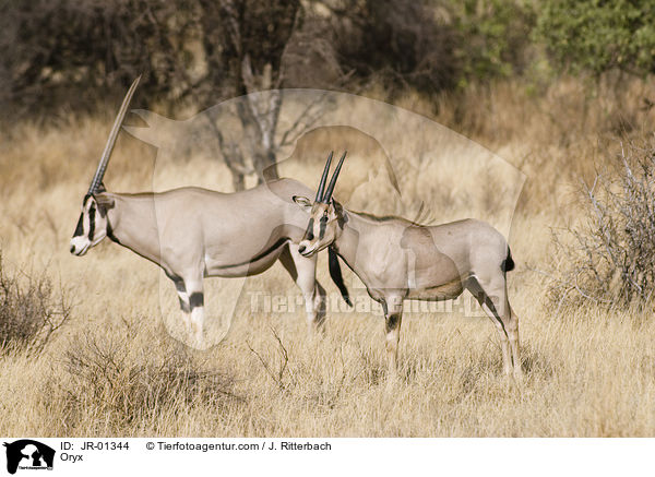 Oryxantilopen / Oryx / JR-01344