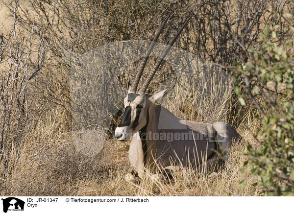 Oryxantilope / Oryx / JR-01347