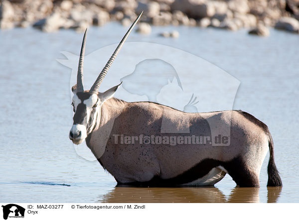 Oryx / MAZ-03277