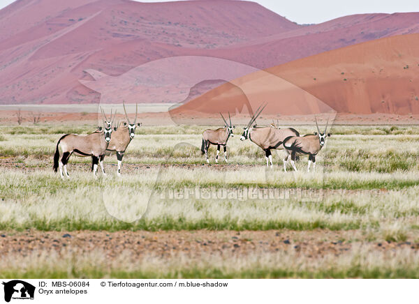 Oryxantilopen / Oryx antelopes / MBS-06084