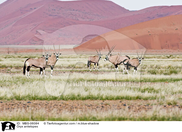 Oryx antelopes / MBS-06084