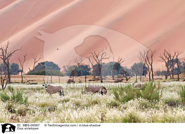 Oryxantilopen / Oryx antelopes / MBS-06087