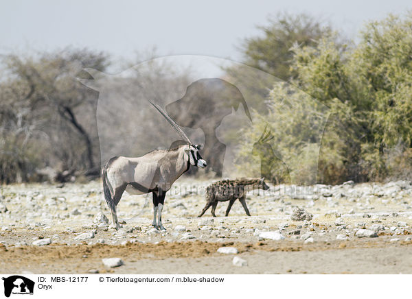 Oryxantilope / Oryx / MBS-12177