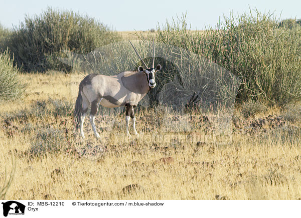 Oryxantilope / Oryx / MBS-12210