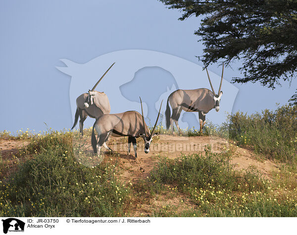 Oryxantilopen / African Oryx / JR-03750