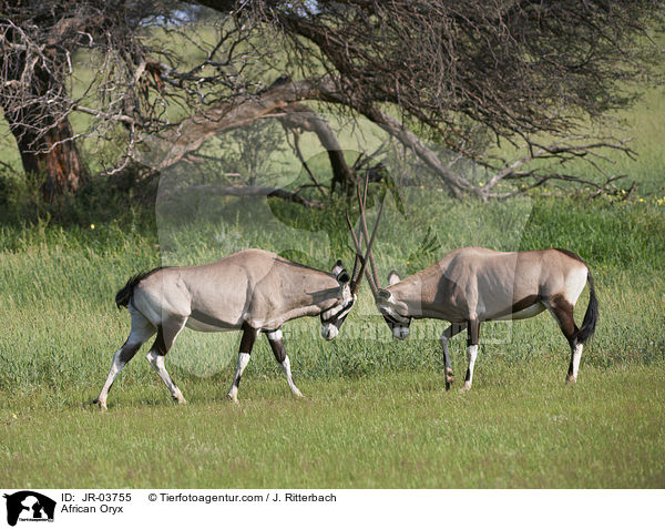 Oryxantilopen / African Oryx / JR-03755