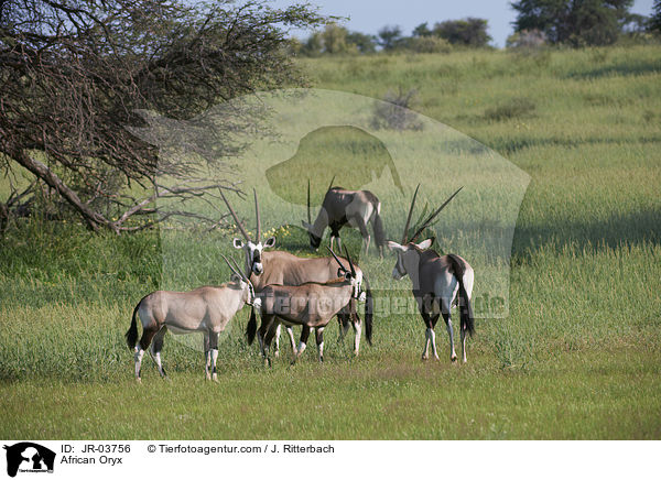 Oryxantilopen / African Oryx / JR-03756