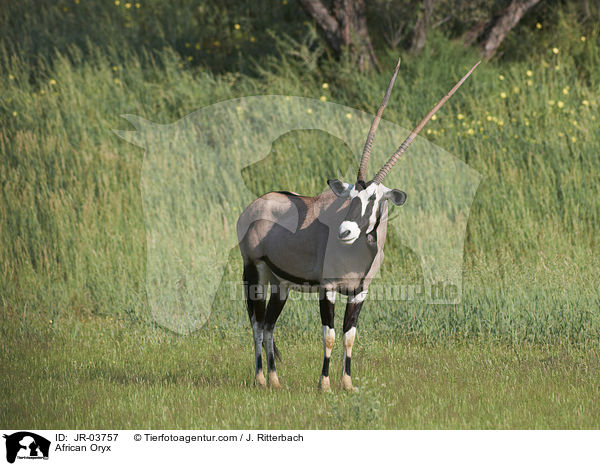 Oryxantilope / African Oryx / JR-03757