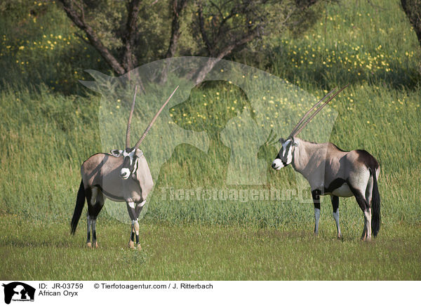African Oryx / JR-03759