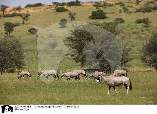 Oryxantilopen / African Oryx / JR-03883