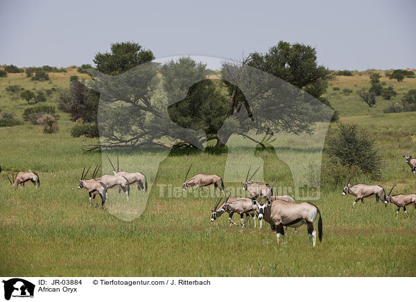 Oryxantilopen / African Oryx / JR-03884