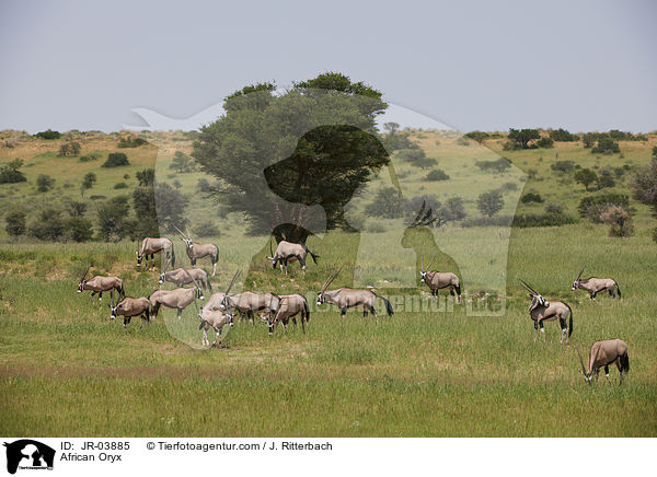 Oryxantilopen / African Oryx / JR-03885