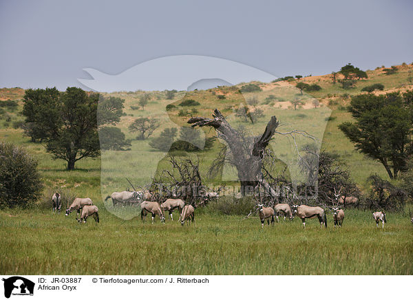 Oryxantilopen / African Oryx / JR-03887