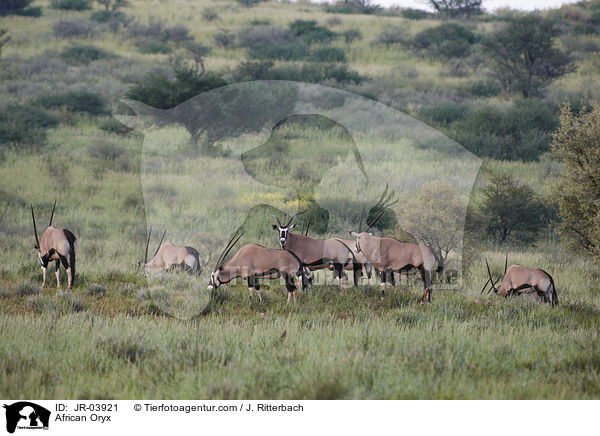 Oryxantilopen / African Oryx / JR-03921