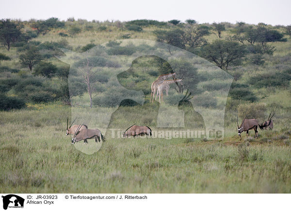 Oryxantilopen / African Oryx / JR-03923
