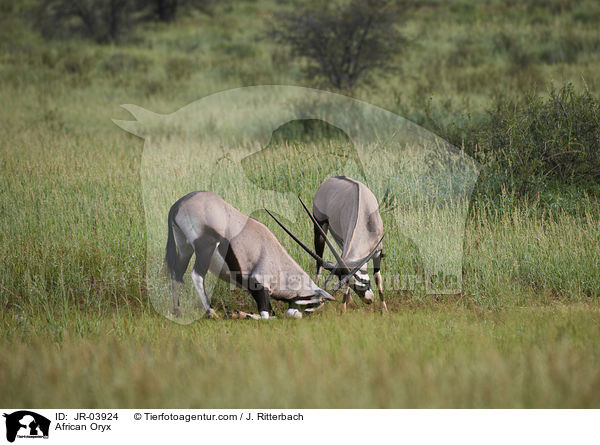 Oryxantilopen / African Oryx / JR-03924