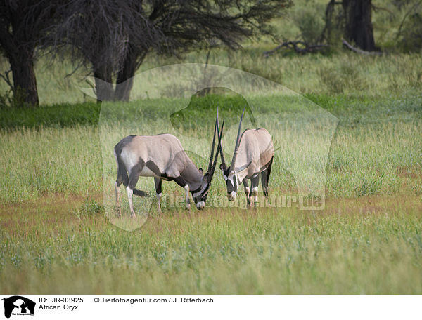 African Oryx / JR-03925