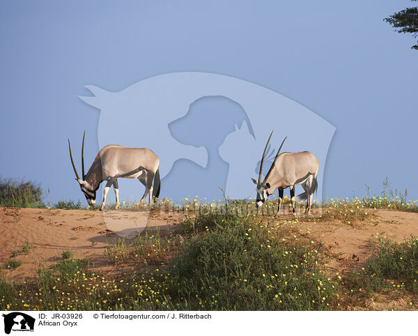 Oryxantilopen / African Oryx / JR-03926