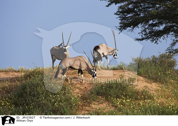 African Oryx / JR-03927