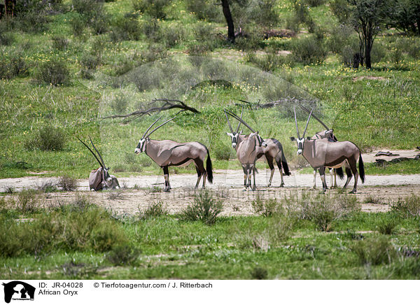 African Oryx / JR-04028