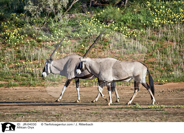 African Oryx / JR-04030