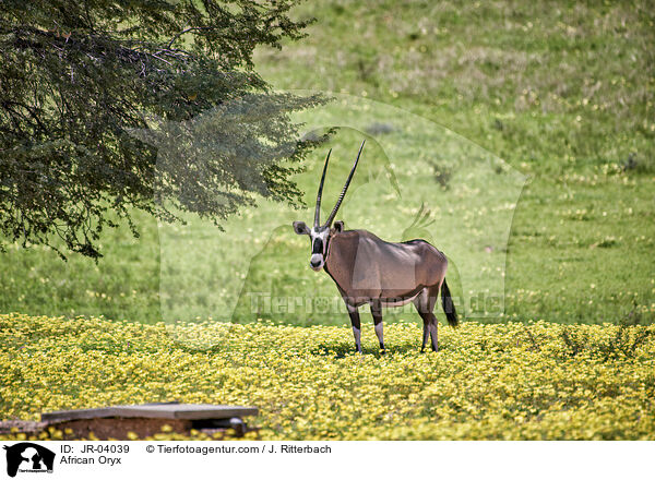 African Oryx / JR-04039