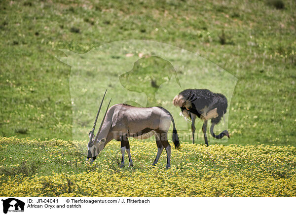Oryxantilope und Afrikanischer Strau / African Oryx and ostrich / JR-04041