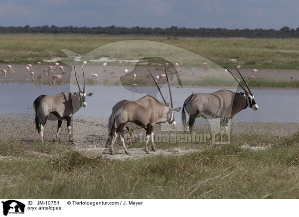 Oryxantilopen / oryx antelopes / JM-10751