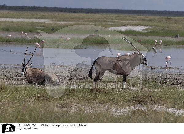 oryx antelopes / JM-10752