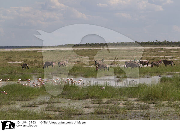 Oryxantilopen / oryx antelopes / JM-10753