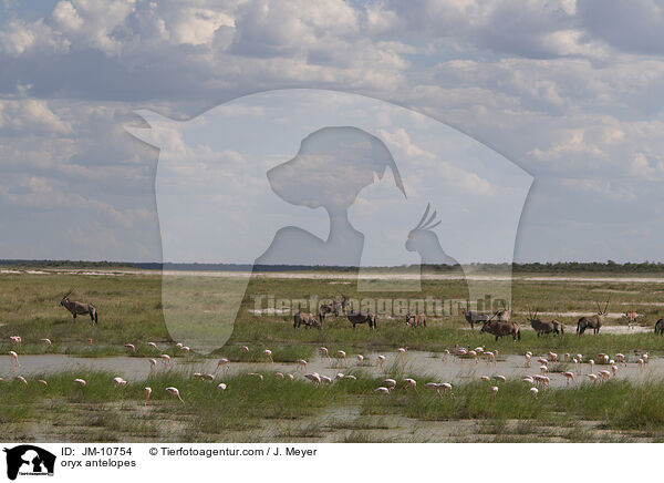 Oryxantilopen / oryx antelopes / JM-10754