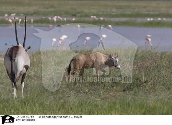Oryxantilopen / oryx antelopes / JM-10755