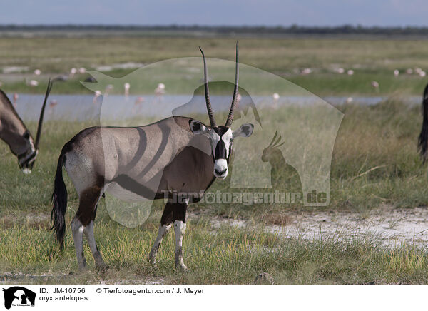 Oryxantilopen / oryx antelopes / JM-10756